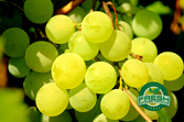 Grapes