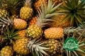 Pineapple